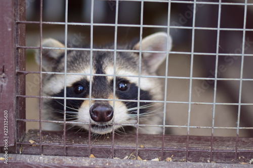 Raccoon 
