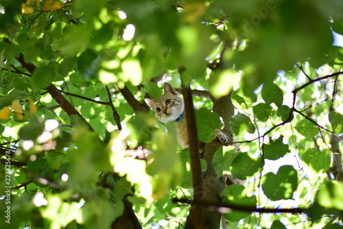 cat on the tree