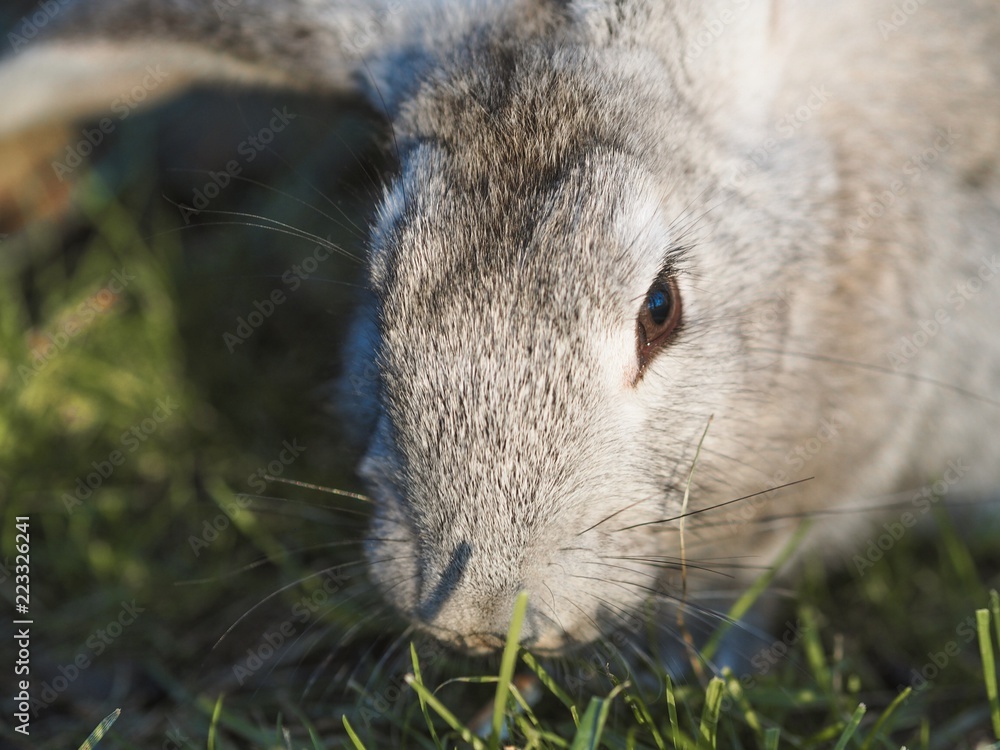 Grey rabbit in the garden. Fluffy rabbit with big ears on the green grass at sunset falling rays of the sun. Grey rabbit in the garden. Fluffy rabbit with big ears on the green grass at sunset falling rays of the sun.