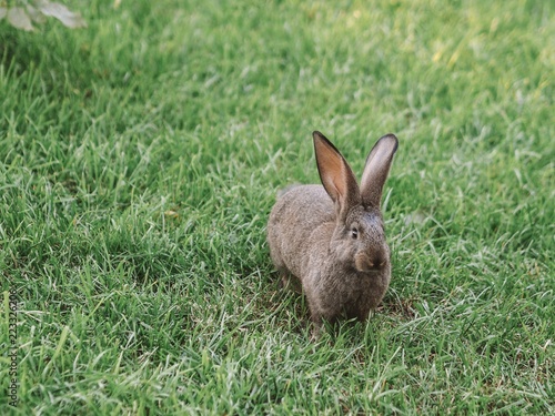 Grey rabbit in the garden. Fluffy rabbit with big ears on the green grass at sunset falling rays of the sun. © KseniaJoyg