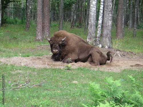 Bison.  Belarus