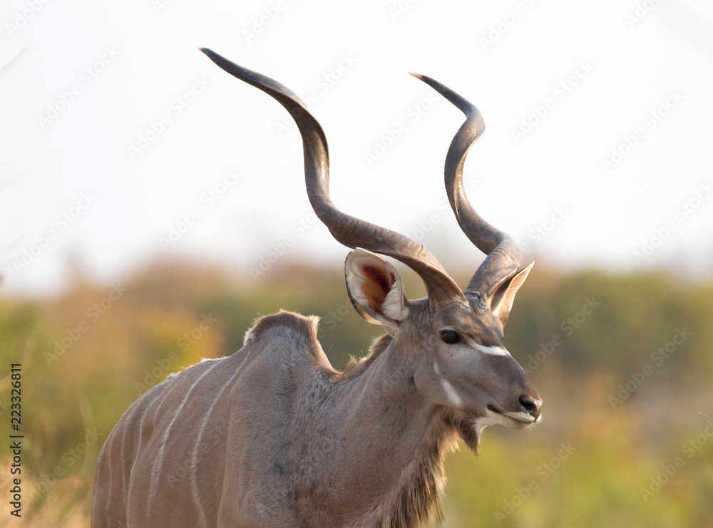 Greater Kudu in Namibia Greater Kudu in Namibia