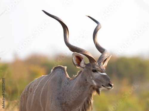 Greater Kudu in Namibia