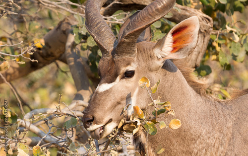 Greater Kudu in Namibia