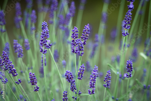 Fototapeta Naklejka Na Ścianę i Meble -  bunch of blooming lavender flowers