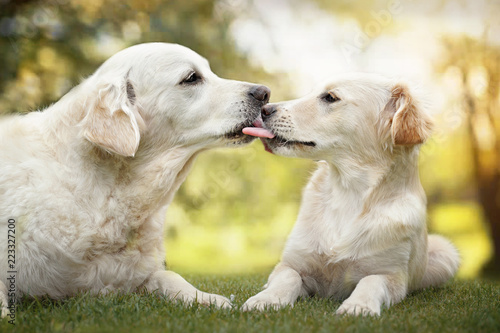 Zwei Hunde lecken sich gegenseitig am Maul ab