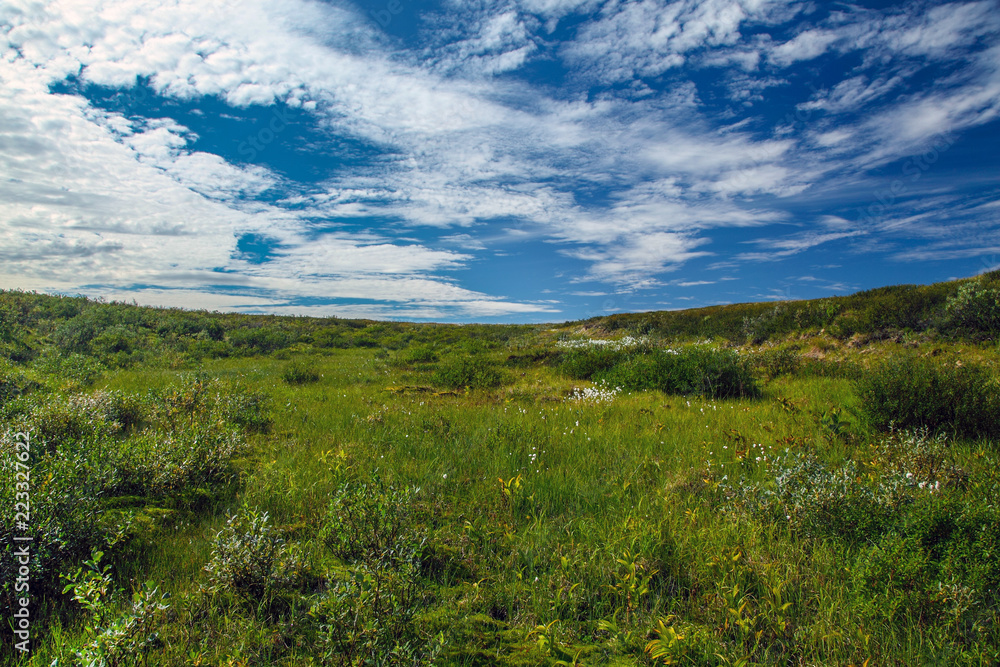 Naklejka premium Beautiful landscape of forest-tundra,