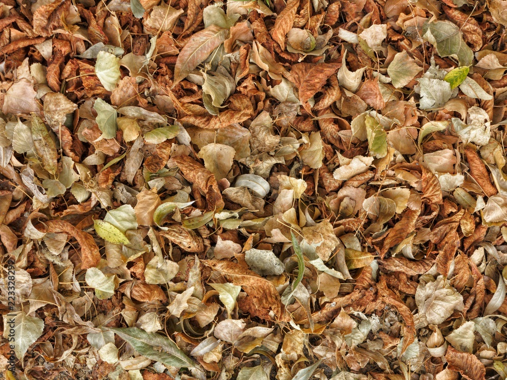 autumn leaves background autumn leaves background