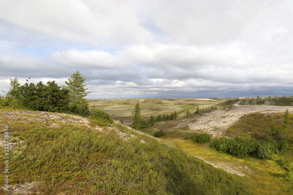 Naklejka premium Beautiful landscape of forest-tundra, Big panoramic