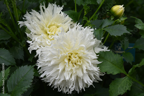 Fototapeta Naklejka Na Ścianę i Meble -  Dahlia cactus blanc
