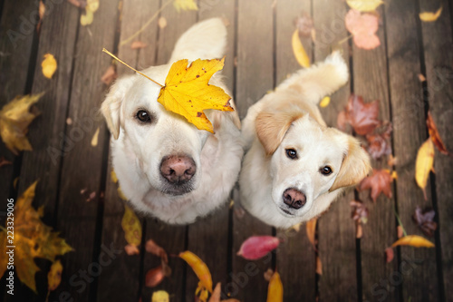 Zwei Hunde sitzen zwischen bunten Blättern im Herbst  photo