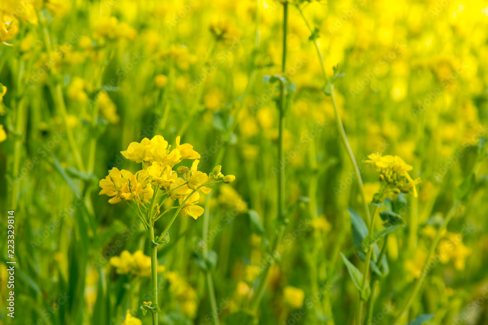 Obraz premium 【季節の花】 菜の花
