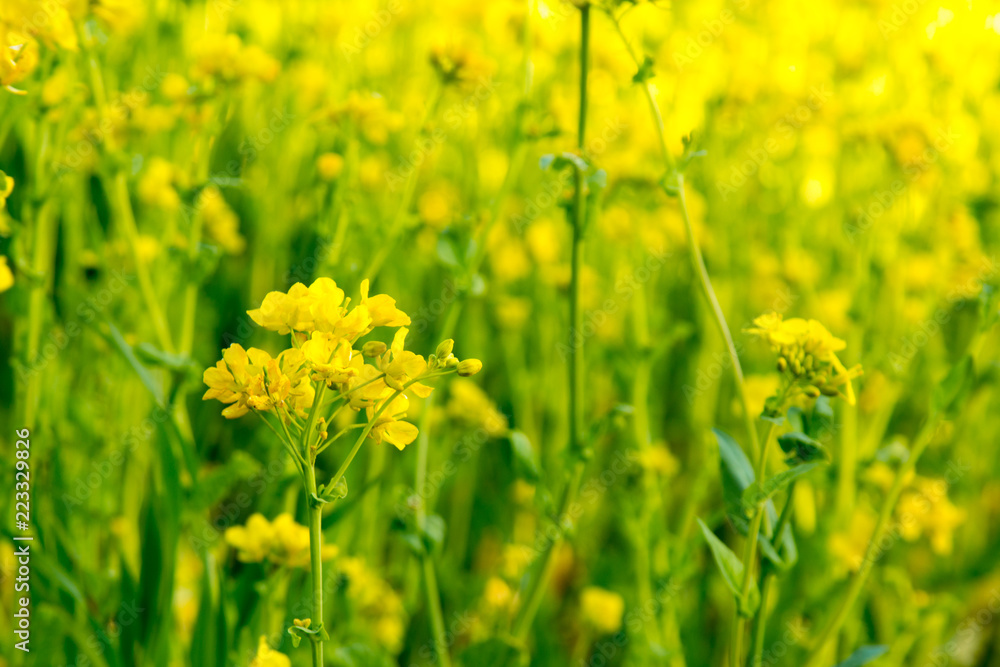 【季節の花】 菜の花 【季節の花】 菜の花