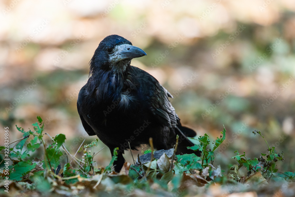 Black bird Raven or Black Crow or corvus corax. Raven in city garden. Crow is looking for food