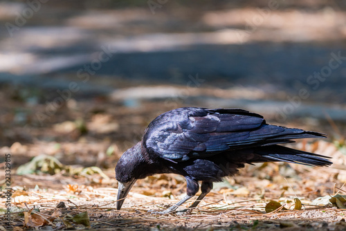 Black bird Raven or Black Crow or corvus corax. Raven in city garden. Crow is looking for food