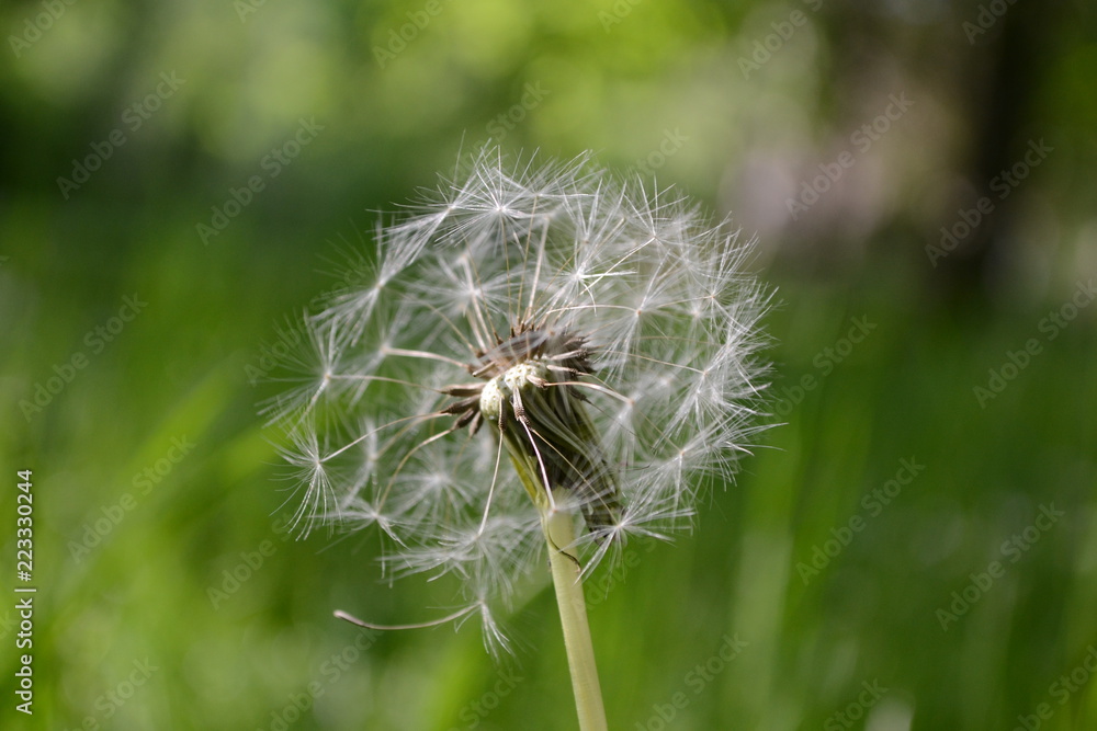 Fototapeta premium Dandelion blowball in summer on a meadow