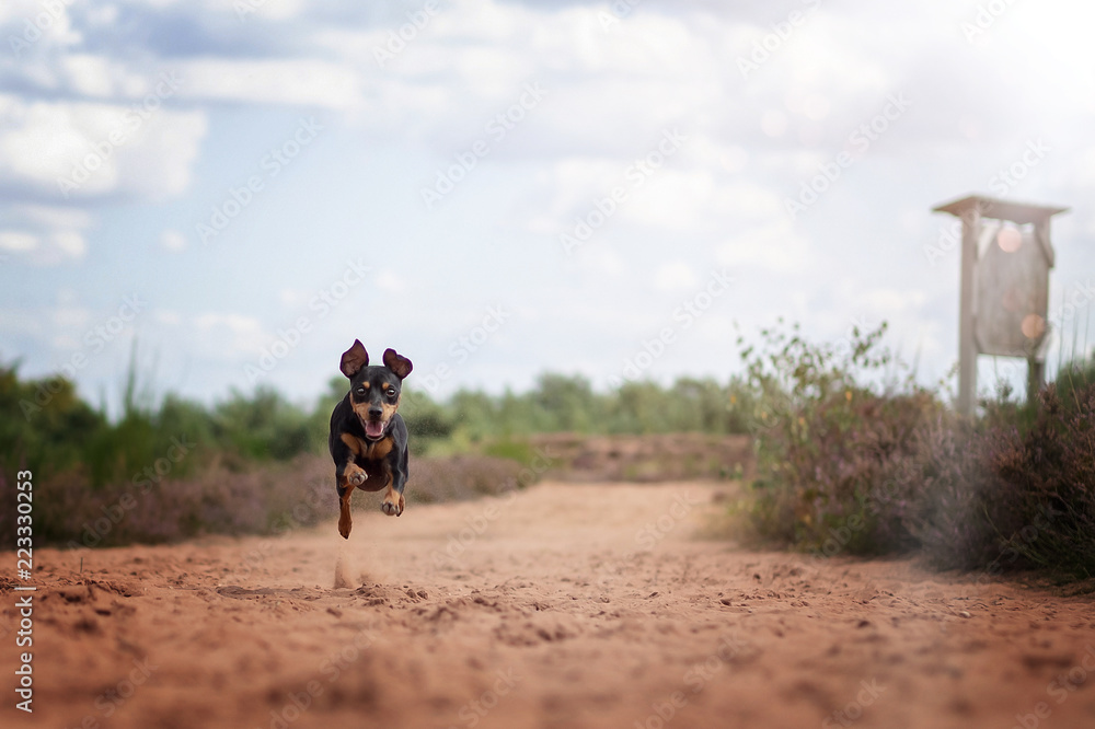 Obraz premium Hund Zwergpinscher Pinscher in der Mehlinger Heide im Sommer bei Sonnenschein