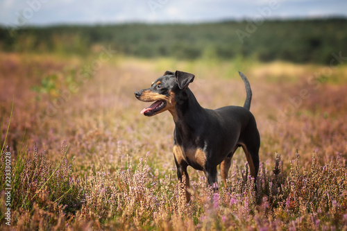 Hund Zwergpinscher Pinscher in der Mehlinger Heide im Sommer bei Sonnenschein