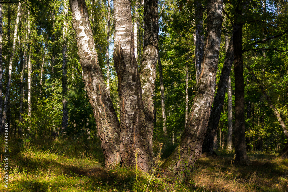 Obraz premium Several birches in a beautiful birch grove 
