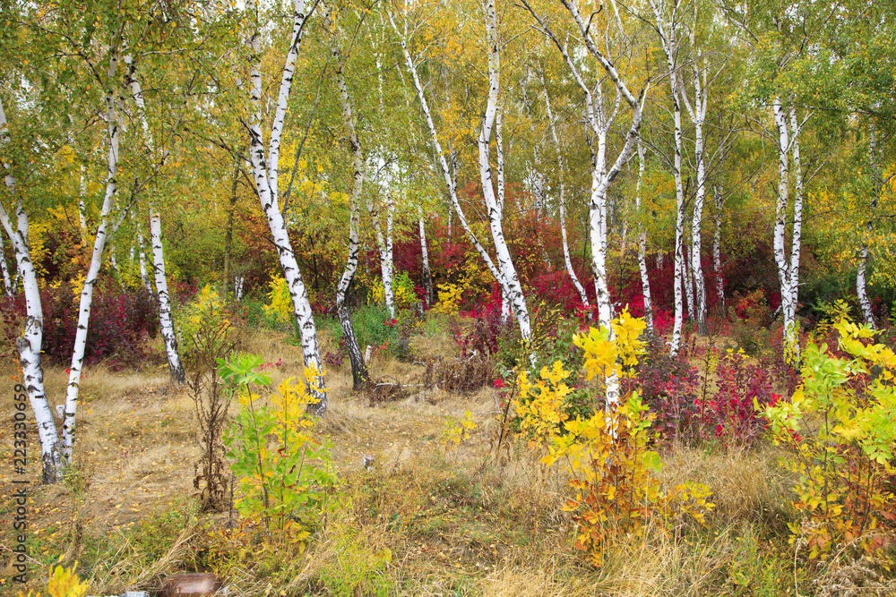 golden autumn, beautiful autumn landscape, bright red, yellow and green trees golden autumn, beautiful autumn landscape, bright red, yellow and green trees