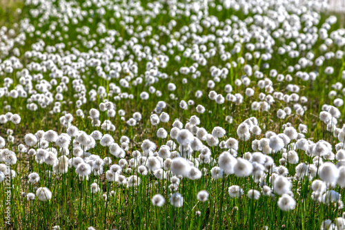 White fluffy arctic plant against blue sky background.