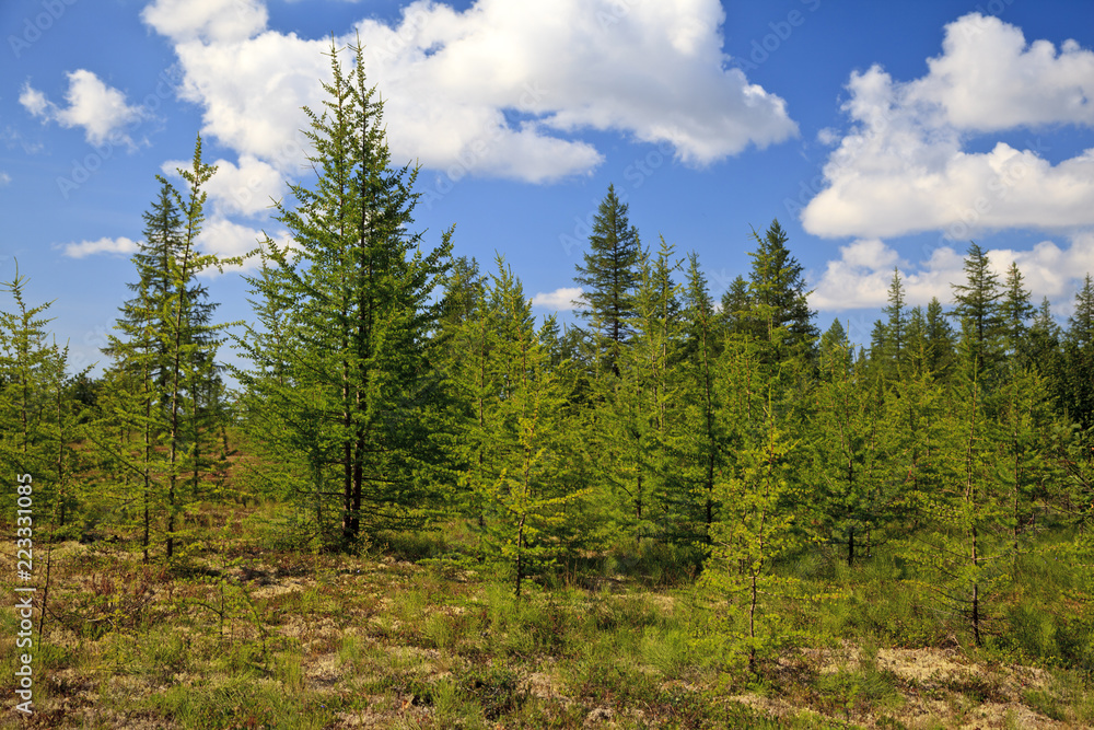 Beautiful landscape of forest-tundra, Beautiful landscape of forest-tundra,