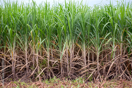 Sugarcane planted to produce sugar and food.