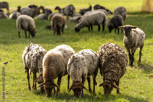 Schafe Herde beim Grasen