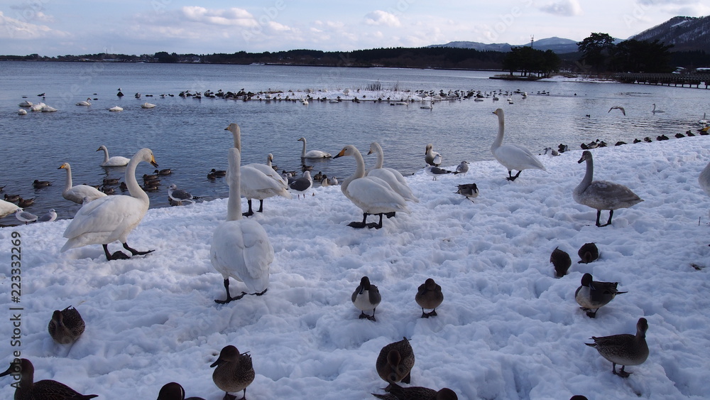 Fototapeta premium 青森 浅所海岸の白鳥