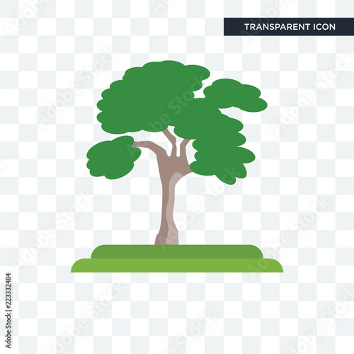 American Elm tree vector icon isolated on transparent background, American Elm tree logo design