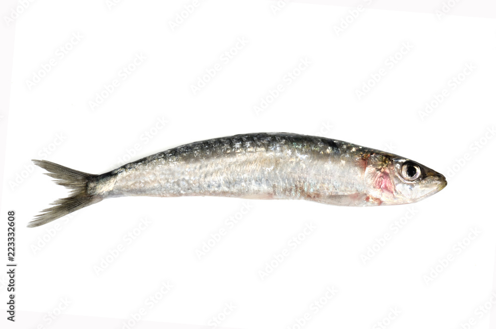 sardine isolated on white sardine isolated on white