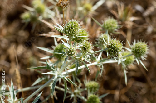 Field eryngo detail. Macro photo.