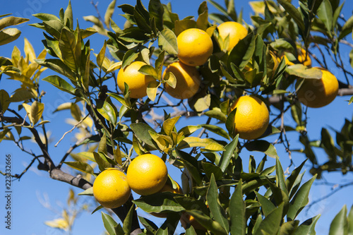 Tree with yellow lemons
