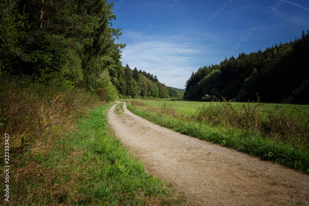 Obraz premium Waldweg in der Eifel zum Wandern spazieren gehen im Sommer bei Sonnenschein