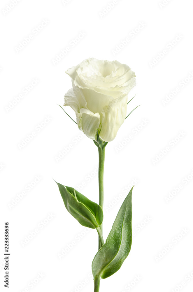 single white rose (Eustoma flower) isolated on white background