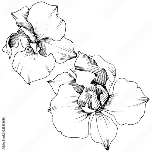 Vector tropical orchid flower. Floral botanical flower. Isolated illustration element. Vector wildflower for background, texture, wrapper pattern, frame or border.