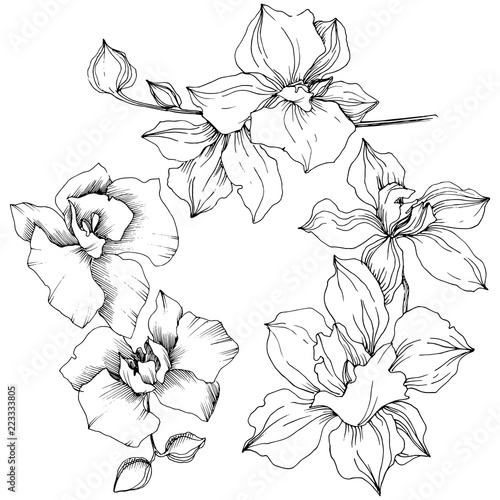 Vector tropical orchid flower. Floral botanical flower. Isolated illustration element. Vector wildflower for background, texture, wrapper pattern, frame or border.