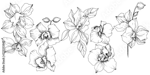 Vector tropical orchid flower. Floral botanical flower. Isolated illustration element. Vector wildflower for background, texture, wrapper pattern, frame or border.