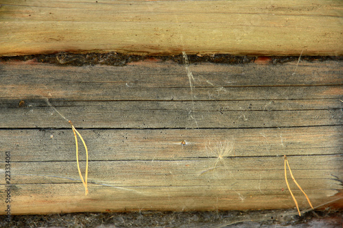 pine needles and spidernet on an old wooden wall