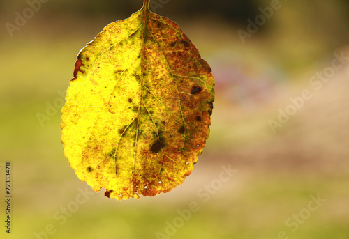 autumn yellow leaf on nature background