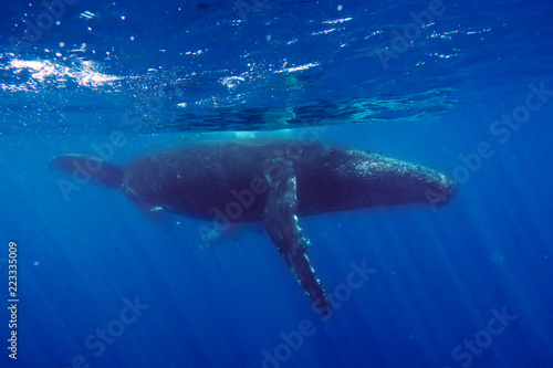 a whale in the ocean swimming next to its puppy  so that it can protect it  love it and let it grow.