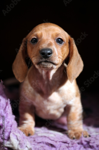 Dachshund puppy carpet natural light 