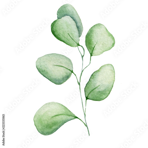 Watercolor eucaliptus branch leaves Hand drawn illustration