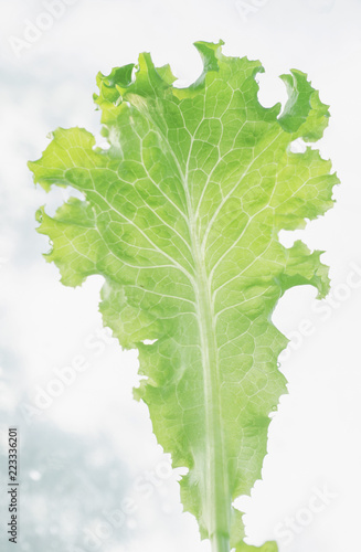 Fresh green salad vegetable on natural background  with copy space for your text..