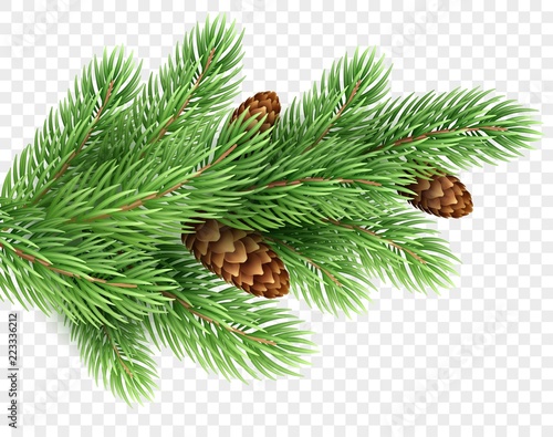 Fir tree branch realistic Christmas illustration