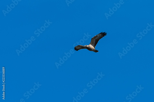 Honey Buzzard in flight