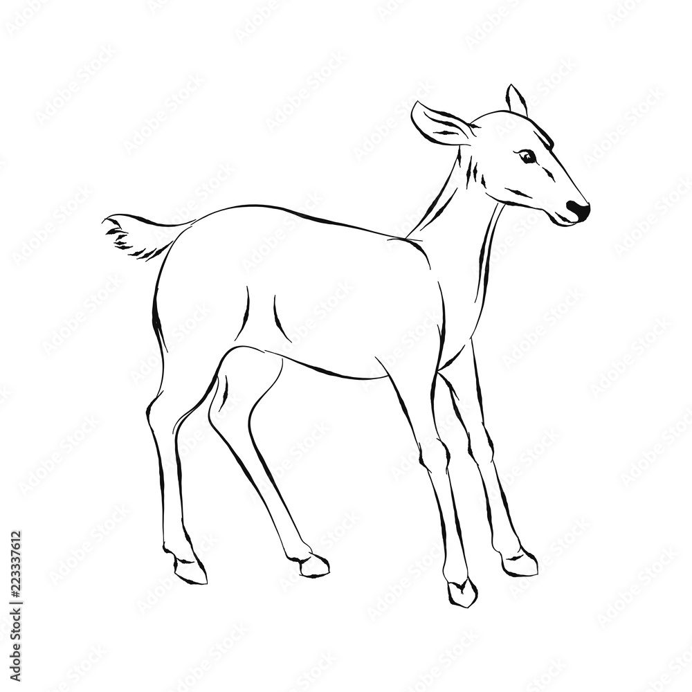 Illustration of Deer, Hand drawn Vector Illustration of Deer, Hand drawn Vector