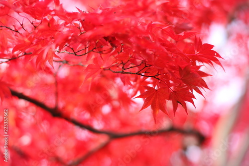autumn leaves (red)