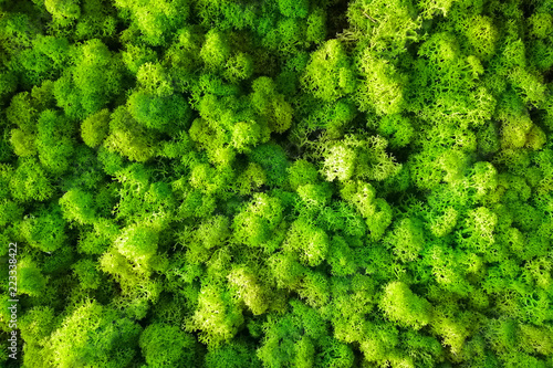 Photography Green yellow decorative moss background or texture