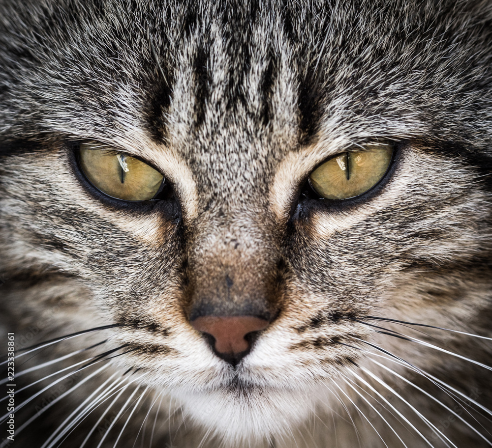 Close-up portrait of a cute cat looking straight at the camera. Close-up portrait of a cute cat looking straight at the camera.